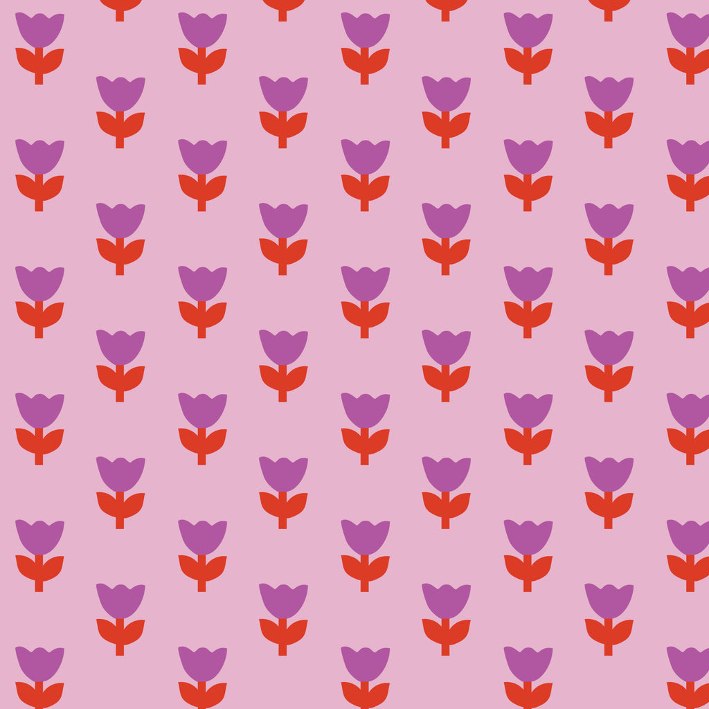 COMING SOON! -A Tulip Story-Tulip Tango-Pink-Cloud9-229297