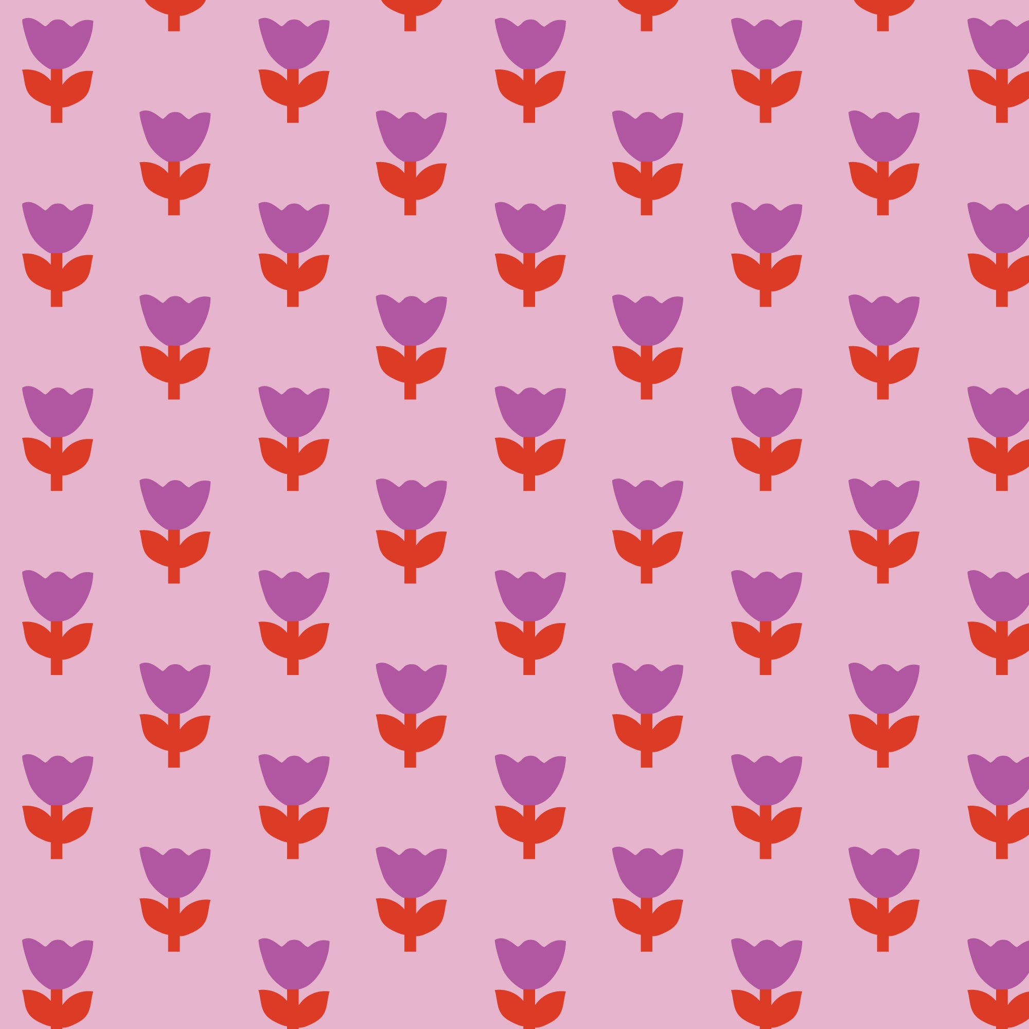 COMING SOON! -A Tulip Story-Tulip Tango-Pink-Cloud9-229297